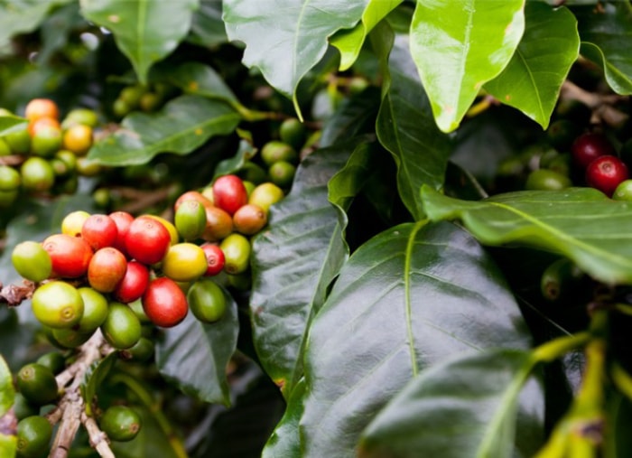 coffee plant care