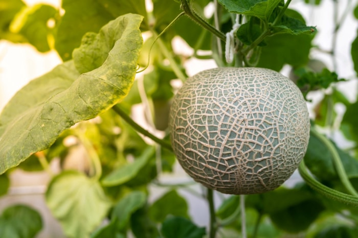 Un melon poussant sur un treillis de jardin.