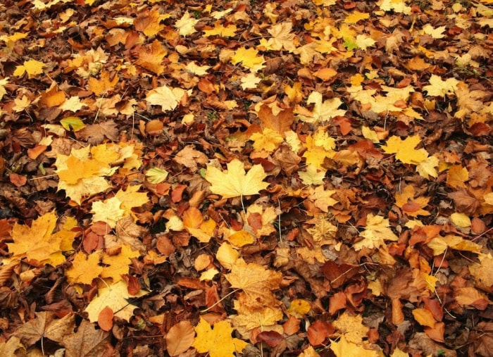 9 astuces pour un nettoyage rapide et facile de votre jardin cet automne