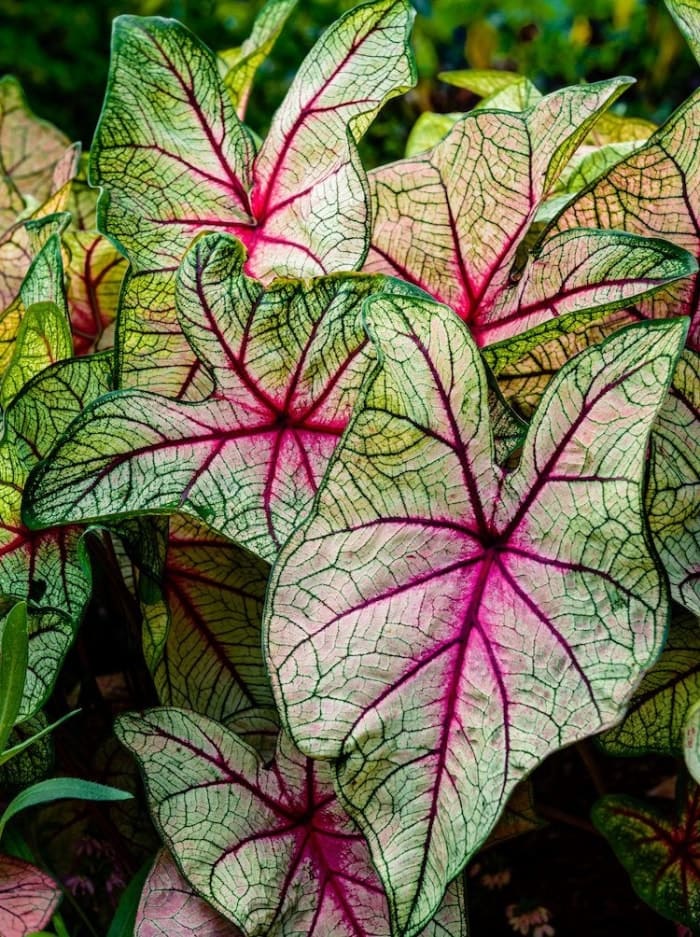 plantes qui aiment l'ombre