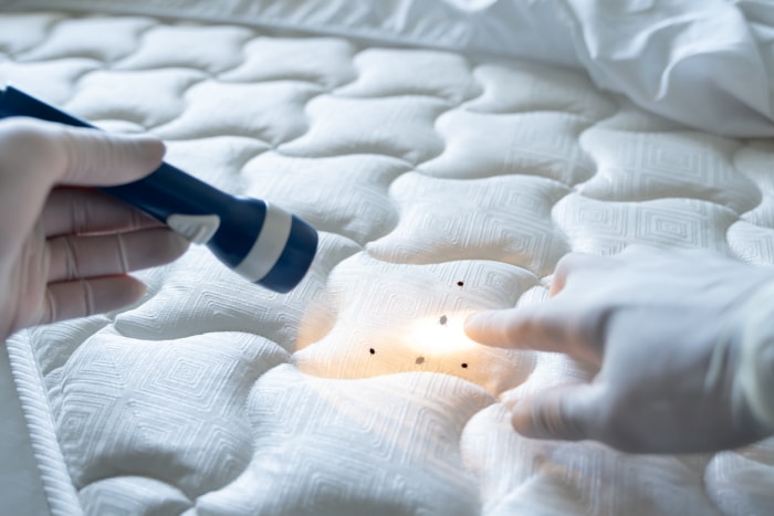 comment se débarrasser des punaises de lit dans un matelas