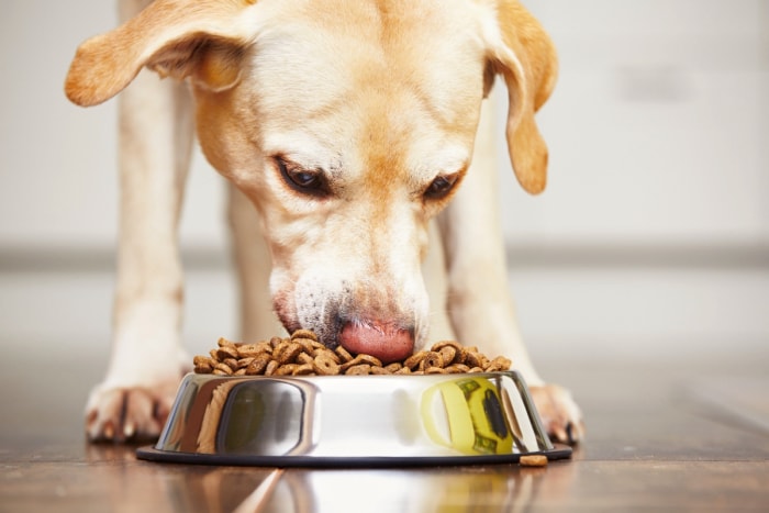 Chien mangeant de la nourriture pour chien dans un bol en argent