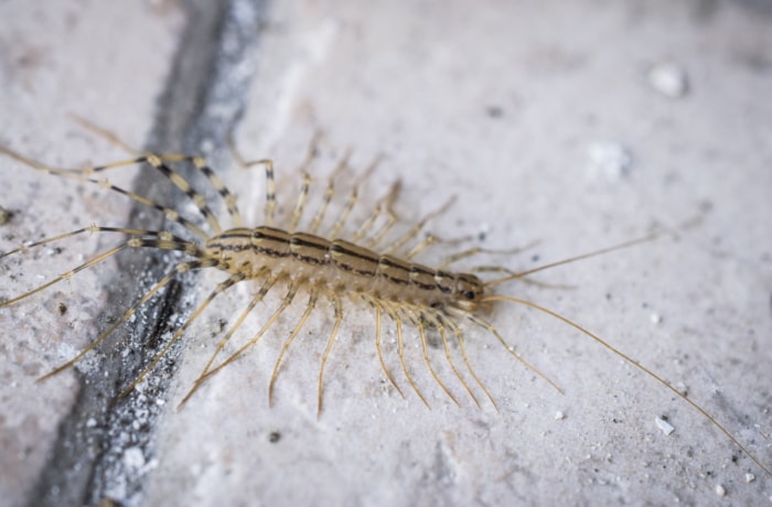 Ne tuez pas les mille-pattes domestiques, mais transférez-les à l'extérieur