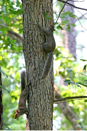 Écureuils sur un arbre