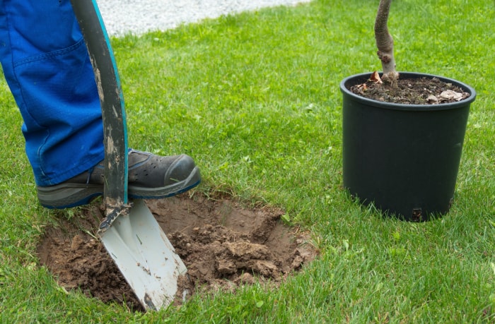 iStock-845218574 choses qu'un paysagiste peut faire pour creuser un trou pour planter un arbre