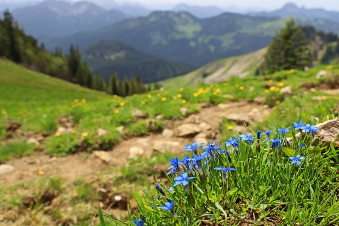 iStock-1400471482 jardinage en altitude Gentiane bleue de Bavière, Gentiana bavarica, fleurit devant un magnifique paysage de montagne près d'un sentier de randonnée