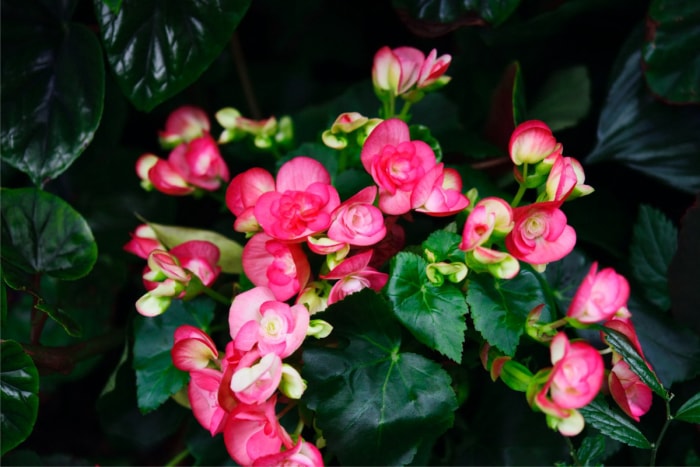 les meilleures plantes d'intérieur pour tous les pouces verts