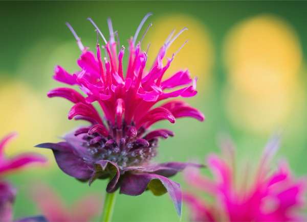 Superbes fleurs de mélisse fuschia.