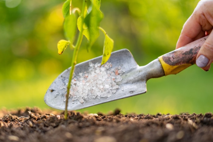 Sel sur l'outil de jardinage à saupoudrer sur la plante