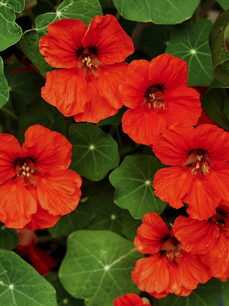 Les 15 meilleures fleurs pour les jardiniers débutants