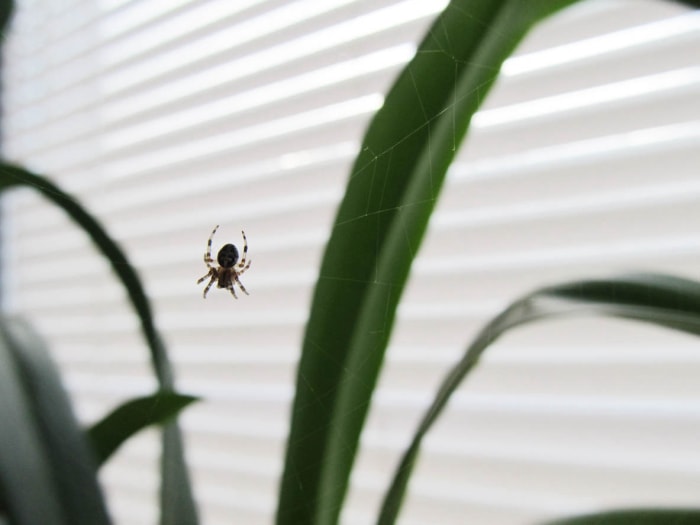 Pourquoi y a-t-il tant d'araignées dans ma maison ? Le climat est contrôlé