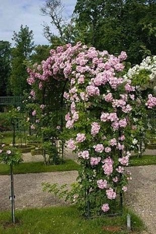 Roses : 11 variétés sensationnelles à considérer