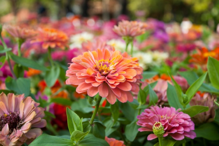 Un champ de fleurs de zinnia de différentes couleurs.