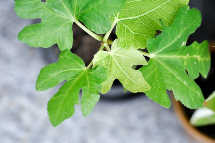 Un jeune figuier est planté à l'intérieur d'un conteneur noir.