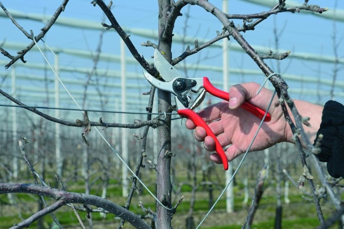 Cisaille à manche rouge coupant une branche d'arbre dans un jardin