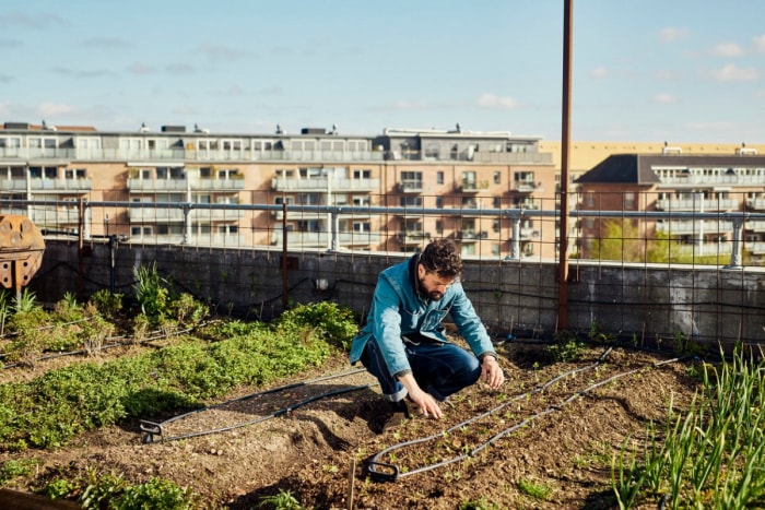 Portrait d'un agriculteur urbain sur une ferme sur le toit.