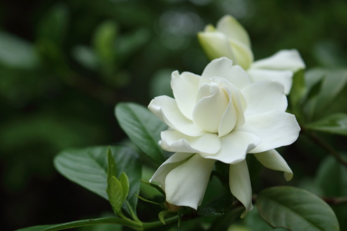 plantes d'extérieur que l'on peut multiplier à partir de boutures