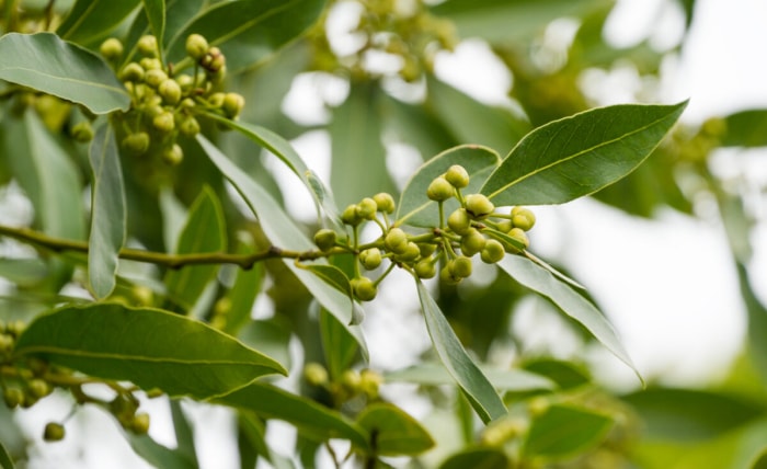 plantes d'extérieur que l'on peut multiplier à partir de boutures