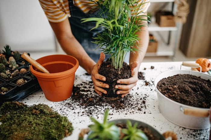 Jardinier plantant dans des pots