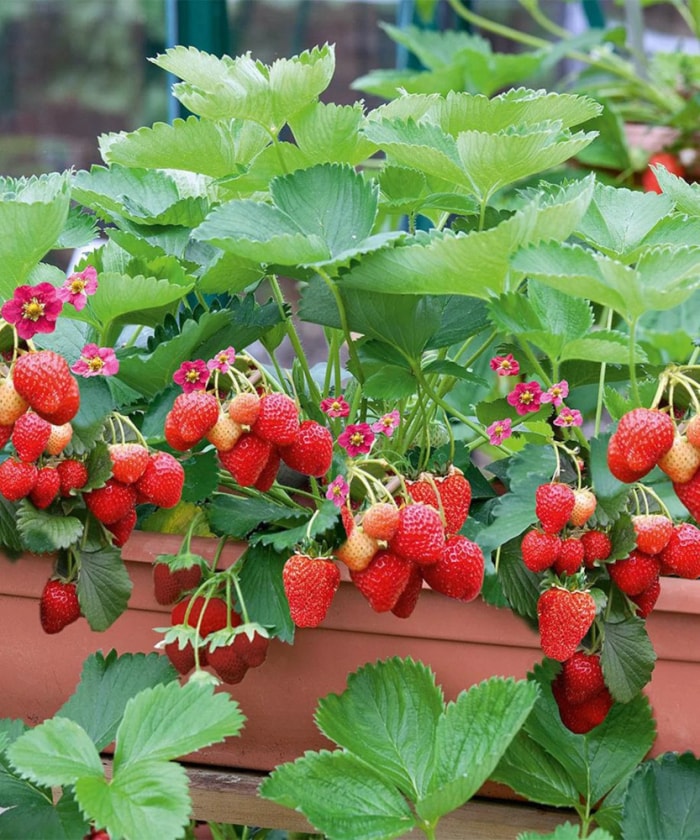 baies à planter en pot