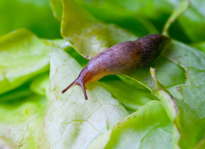 10 problèmes courants dans le jardin et comment les résoudre