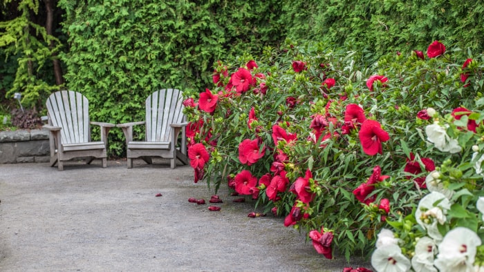 Soins de l'hibiscus