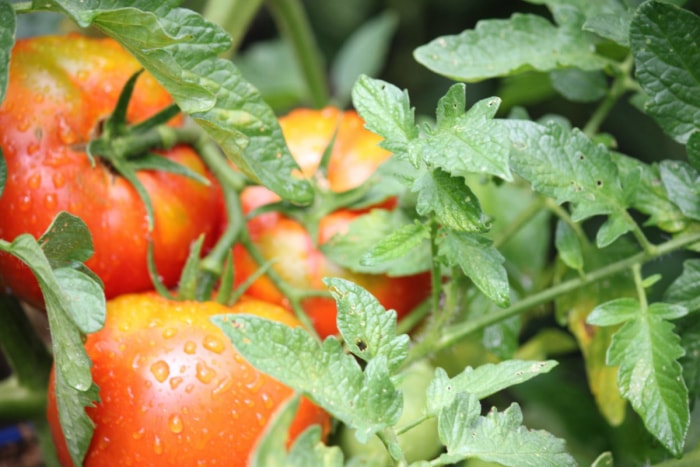 Trois tomates rouges humides suspendues à une vigne.