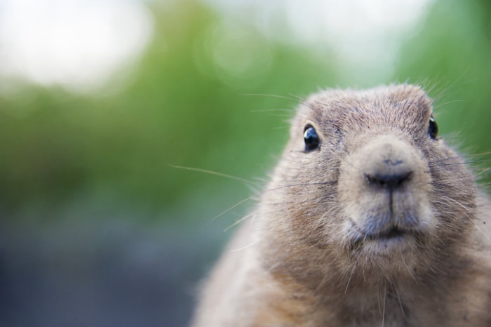 jour de la marmotte-histoire-marmotte-closeup