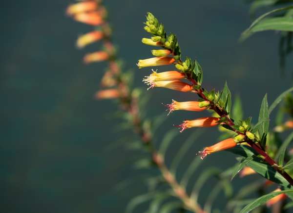 Vue rapprochée des fleurs orange et jaunes du plant de cigares.