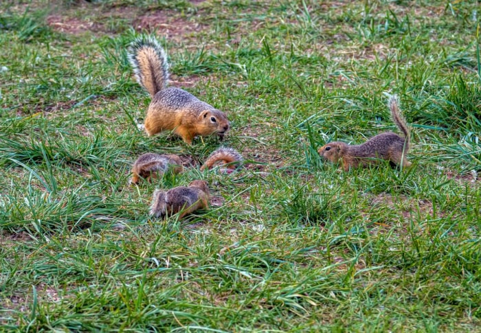 marmotte contre marmotte