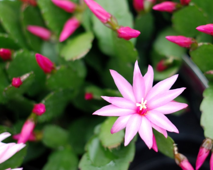 Fleur de cactus de Noël rose