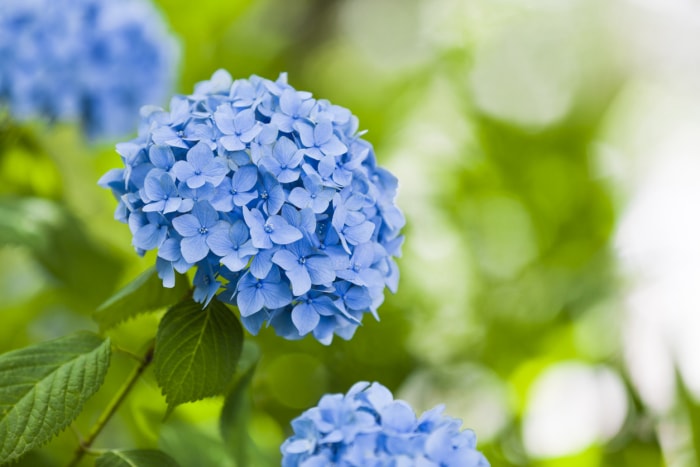 plantes d'extérieur que l'on peut multiplier à partir de boutures