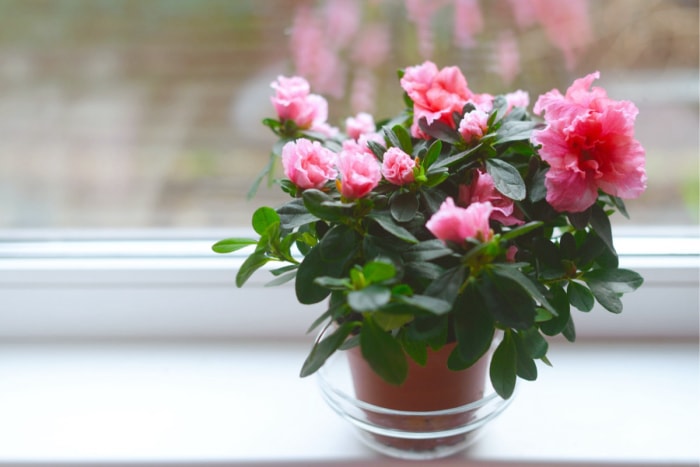 les meilleures plantes d'intérieur pour tous les pouces verts