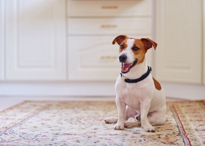 Petit chien sur un tapis