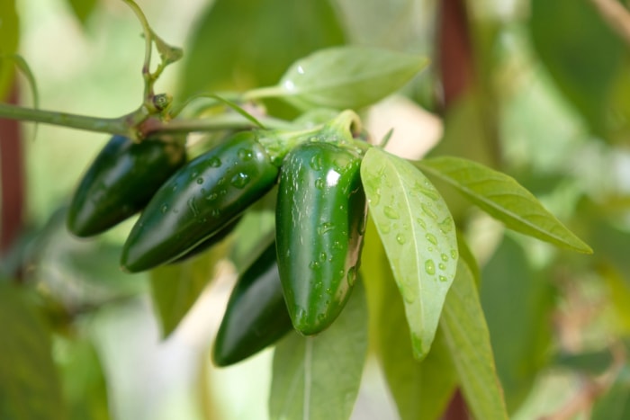 comment cultiver des jalapenos - plante de jalapeno avec des gouttes d'eau