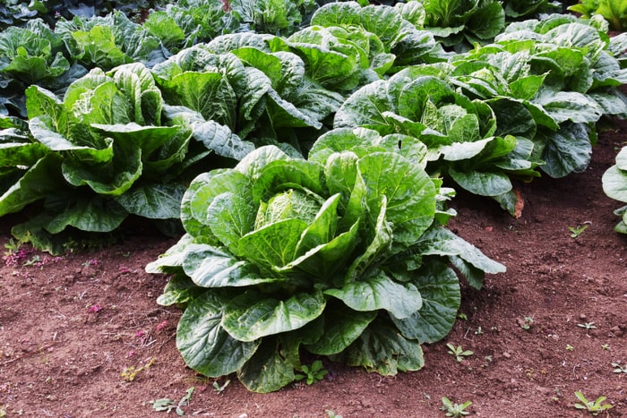 Des plants de choux d'un vert éclatant poussant en rangée.