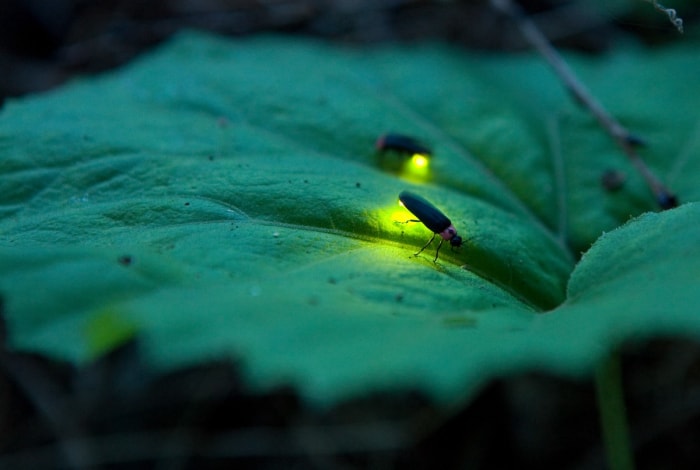 Deux lucioles lumineuses sur une plante de jardin dans une arrière-cour de banlieue.