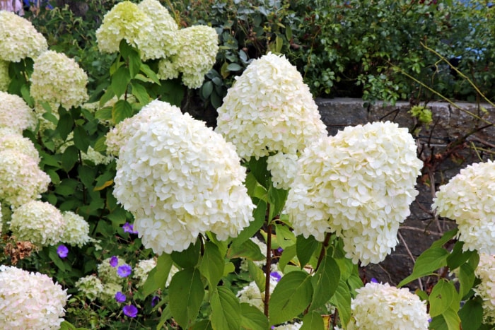 Fleurs d'hortensia blanches en forme de cône