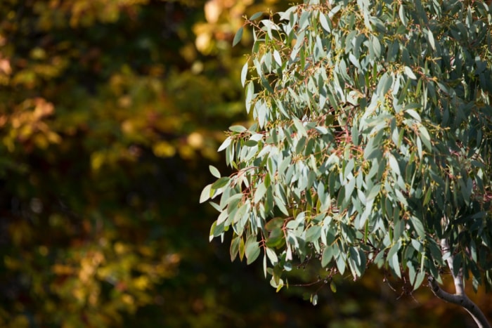 plantes odorantes