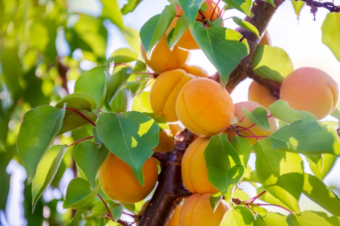 Abricotier doré précoce au soleil.