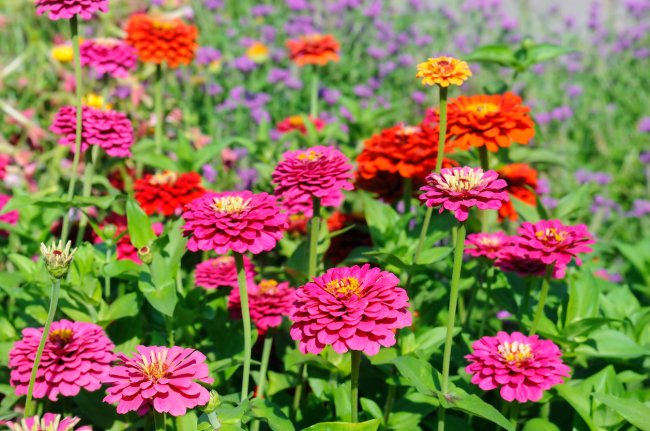 Un champ de zinnias dans les tons rose vif, jaune et orange.