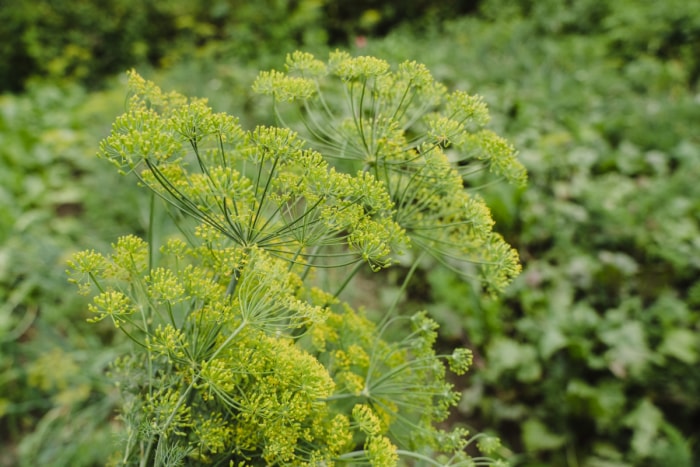 Grandes plantes d'aneth avec des fleurs jaunes.