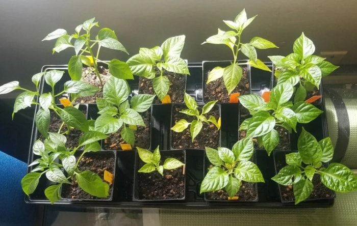 comment cultiver des piments jalapeno - plusieurs plants de piments jalapeno en pot dans un bac