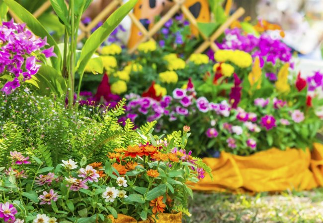 Types de sol - Le sol limoneux est bon pour les plantes vivaces à fleurs