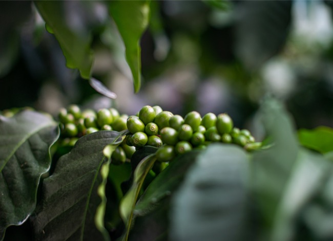 Stimulez votre pouce vert avec ce guide d'entretien des plants de café