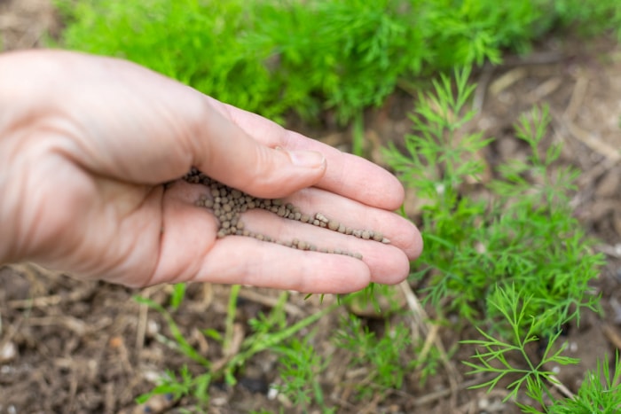 Une main de jardinier avec de l'engrais pour plantes est saupoudrée parmi les jeunes plants d'aneth dans le jardin.