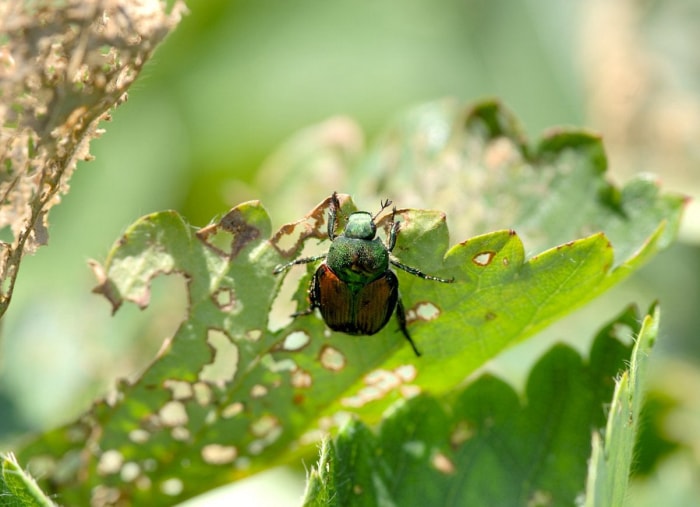 10 problèmes courants dans le jardin et comment les résoudre