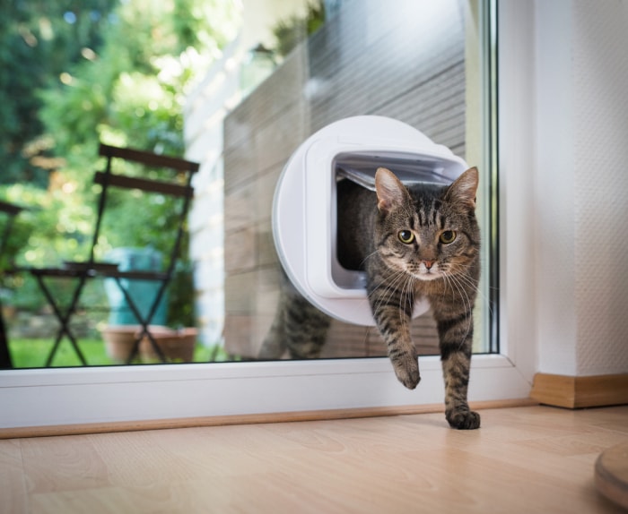 chat tigré à poil court passant par la chatière à puce électronique