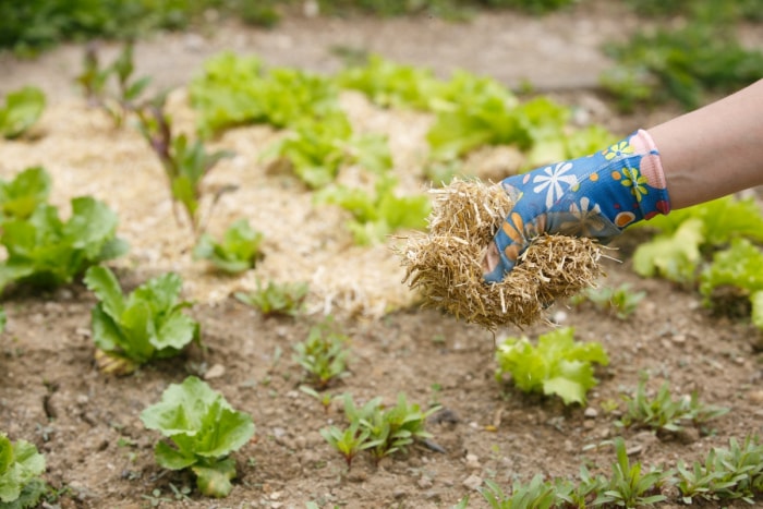 Main gantée épandant du paillis de paille dans un potager.