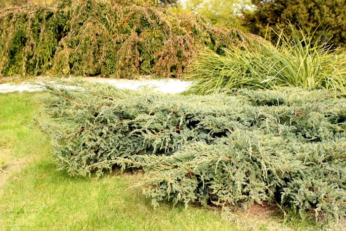 jardin d'arrière-cour avec buissons rampants bas et genévrier rampant au premier plan